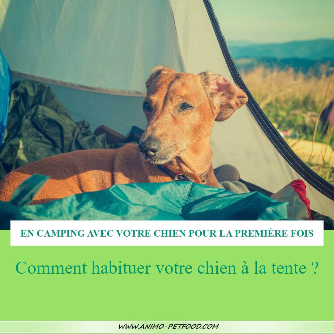 camping-en-tente-avec-chien